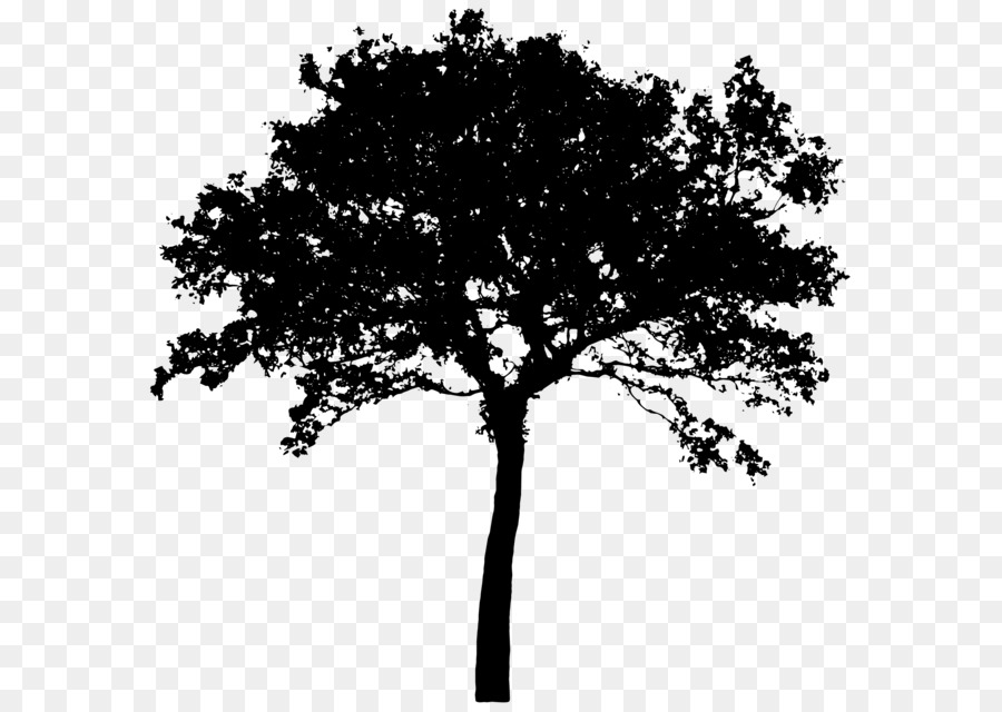 900x640 Tree Silhouette Clip Art