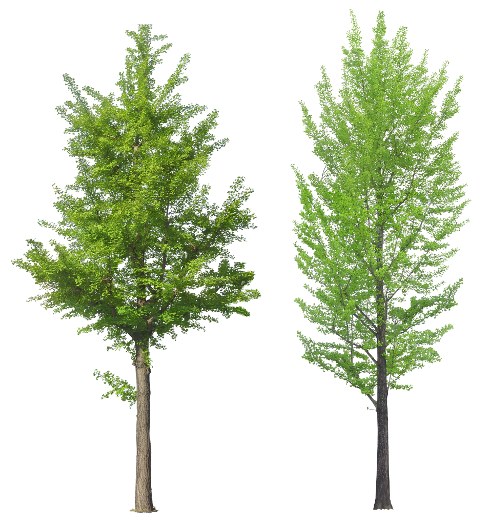 956x1024 Tree Vector Art Png