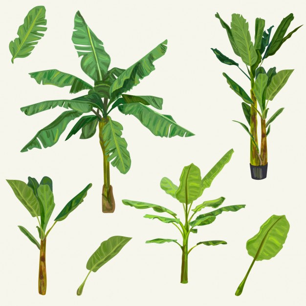 626x626 Banana Tree Collection Vector Free Download