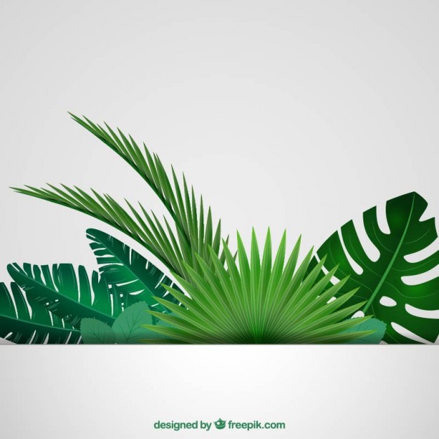 626x626 Tropical Leaves Background Vector Free Download