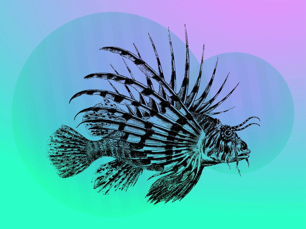 1024x768 Tropical Fish Vector