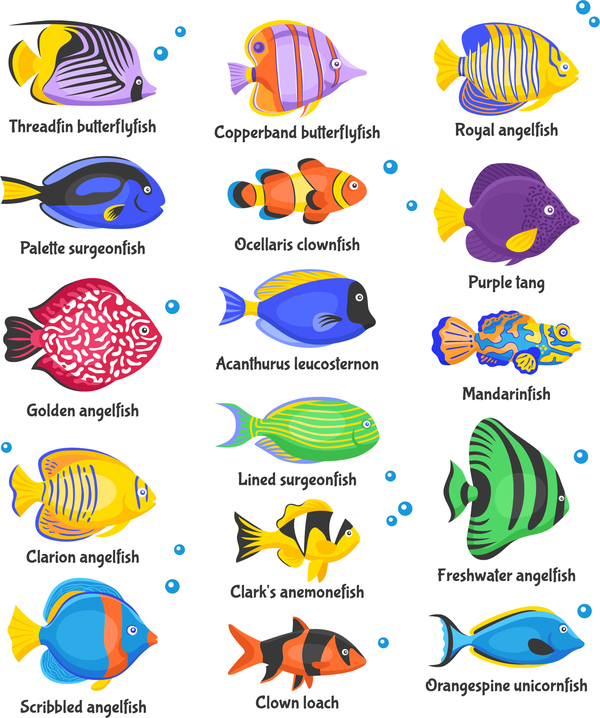 600x718 Beautiful Tropical Fish Vector Set 01 Free Download