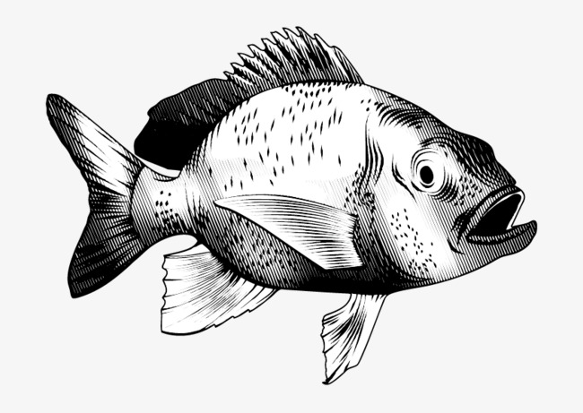 650x461 Vector Black And White Tropical Fish, Black Vector, Fish Vector
