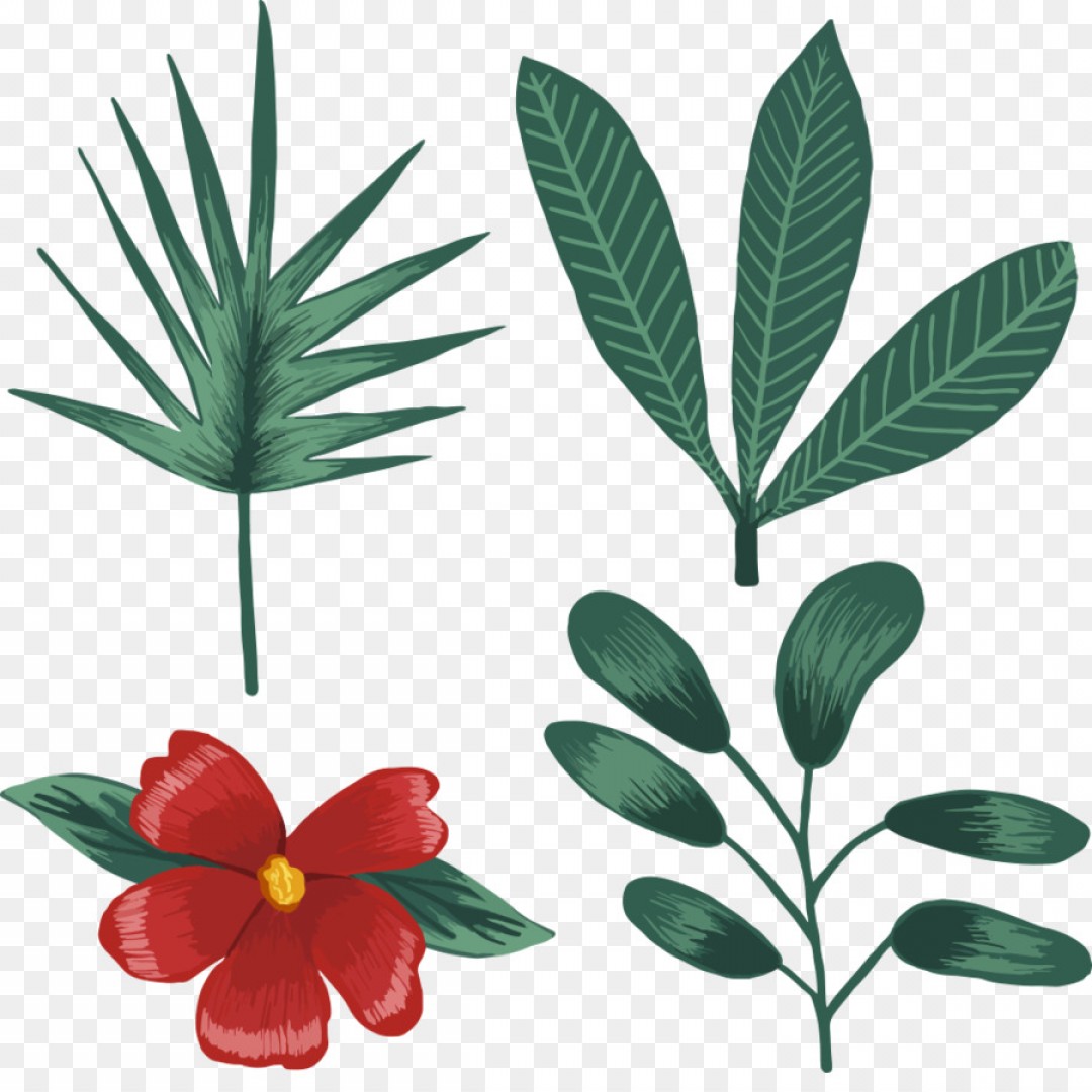 1080x1080 Plant Vector Transparent Arenawp