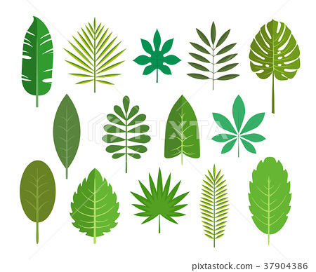 450x388 Set Of Leaves Of Tropical Plants. Vector