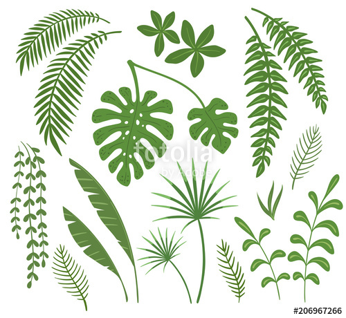 500x460 Set Of Leaves Of Tropical Plants. Vector Illustration. Stock