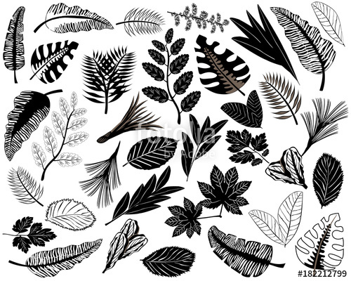 500x400 Black Icons Of Leaves Of Different Plants. Set Of Tropical Leaves