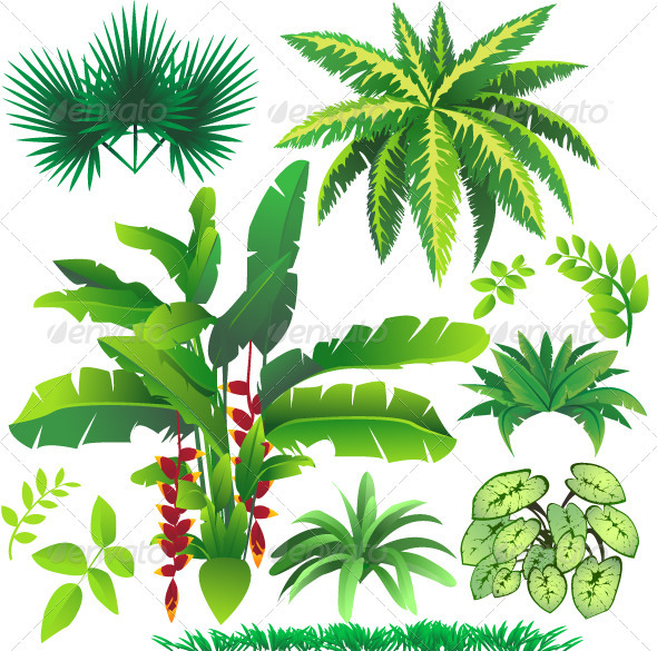 590x585 Tropical Plant Leaves By Airdone Graphicriver
