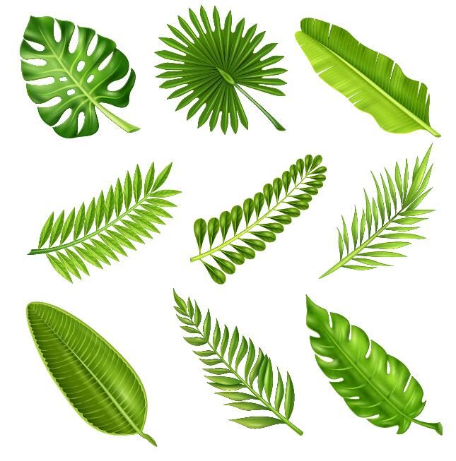645x653 Tropical Plant Leaves Vector Set 01 Art In 2018