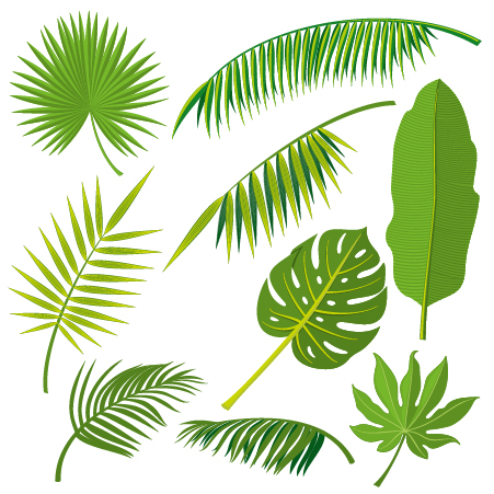 451x451 Tropical Plant Leaves Vector Set 02 Free Download