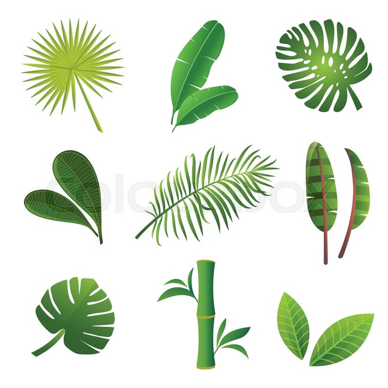 800x800 Tropical Plants Set. Vector Illustration Of Green Leaves Of