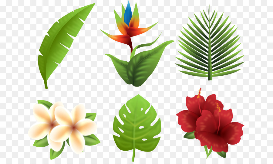 900x540 Tropics Euclidean Vector Flower