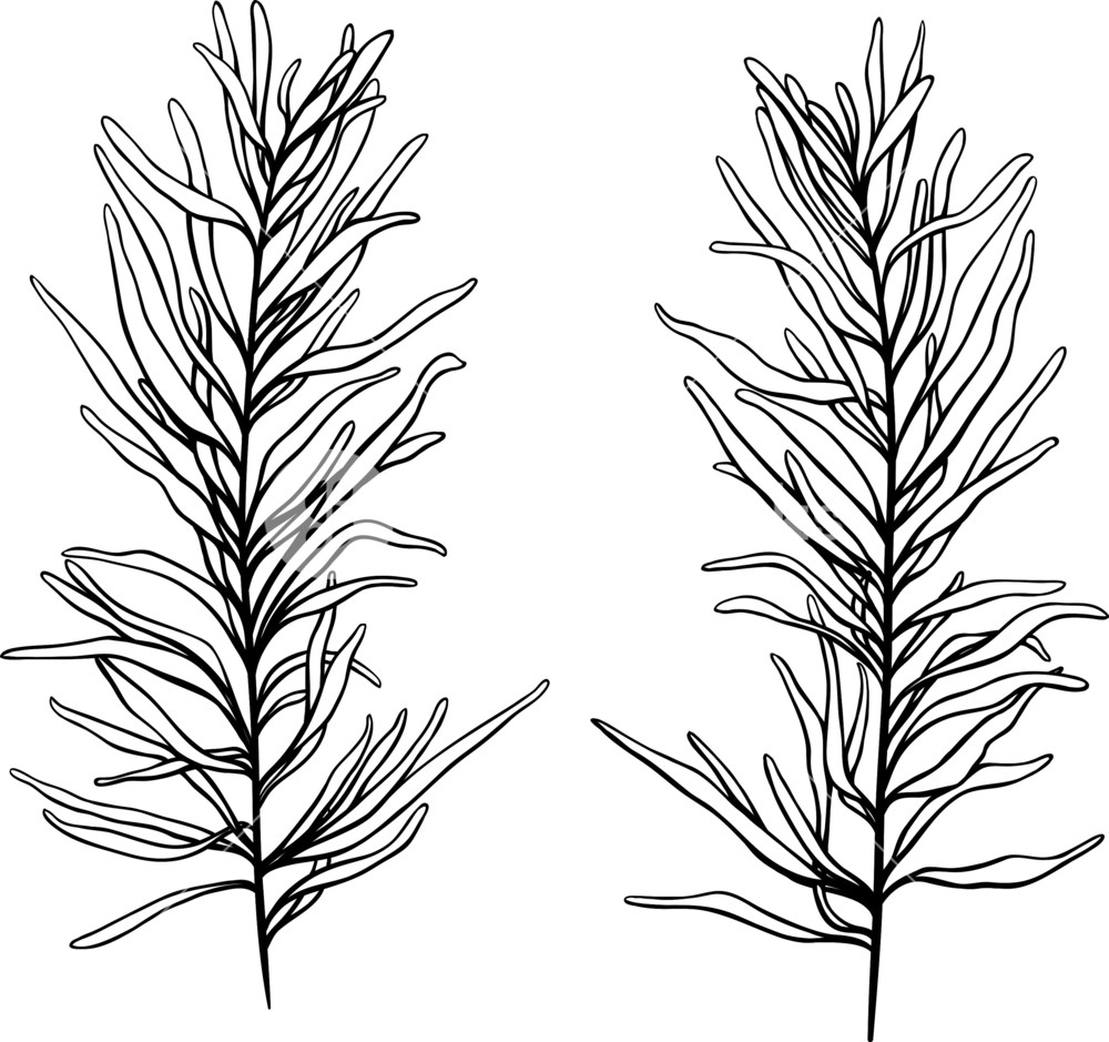 1000x939 Vector Tropical Plants Royalty Free Stock Image