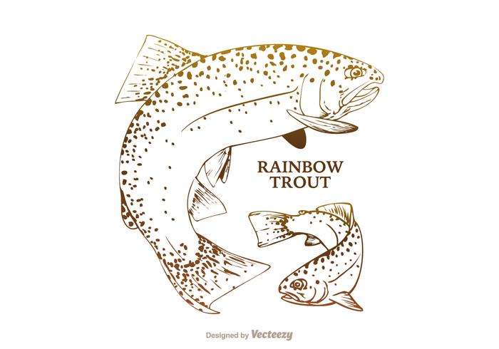 700x490 Free Rainbow Trout Vector Illustration