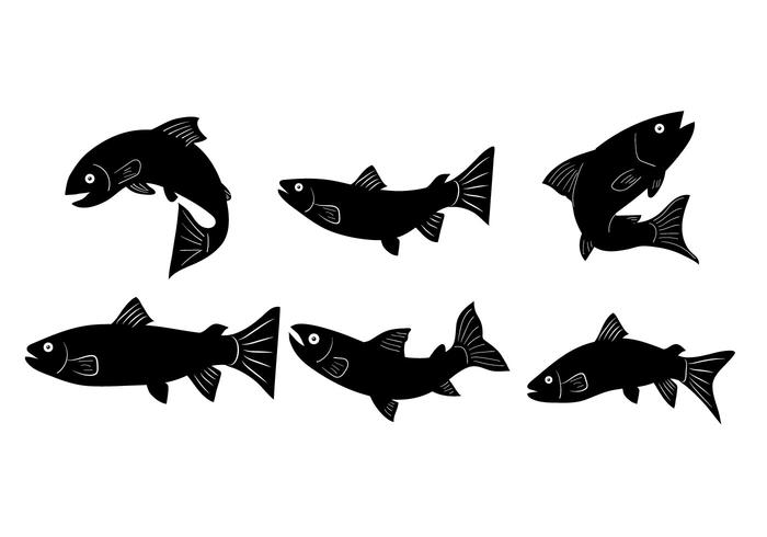 700x490 Rainbow Trout Vector