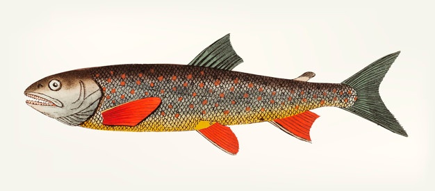626x275 Trout Vectors, Photos And Psd Files Free Download