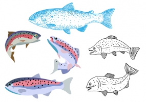 285x200 Trout Fishing Free Vector Graphic Art Free Download (Found 1,536