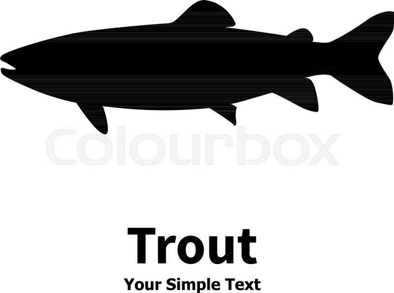800x595 Vector Illustration Silhouette Of Trout Fish. Isolated Taimen On A