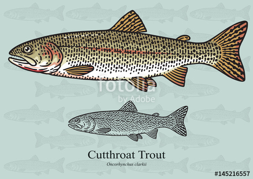 500x354 Cutthroat Trout. Vector Illustration For Artwork In Small Sizes