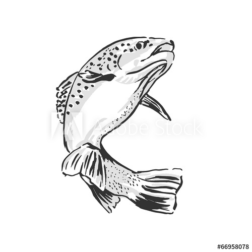 500x500 Drawing Trout. Vector Illustration