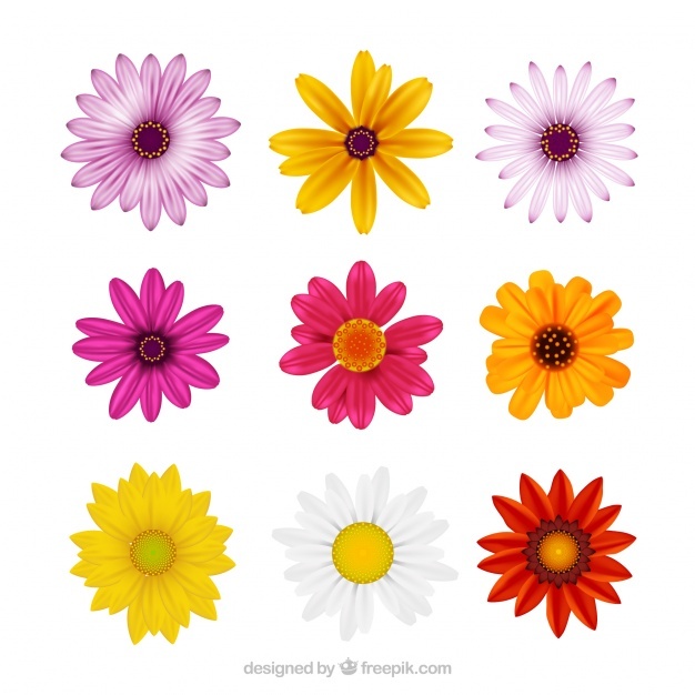 626x626 Daisy Vectors, Photos And Psd Files Free Download