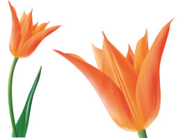 270x200 Free Tulip Vector Graphics