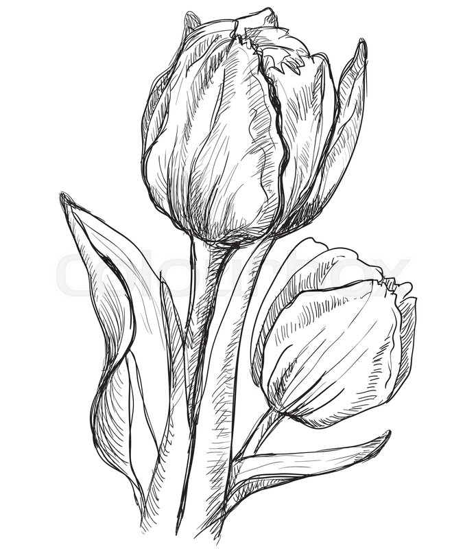 694x800 Hand Drawn Tulip Flower. Vector Monochrome Illustration Isolated