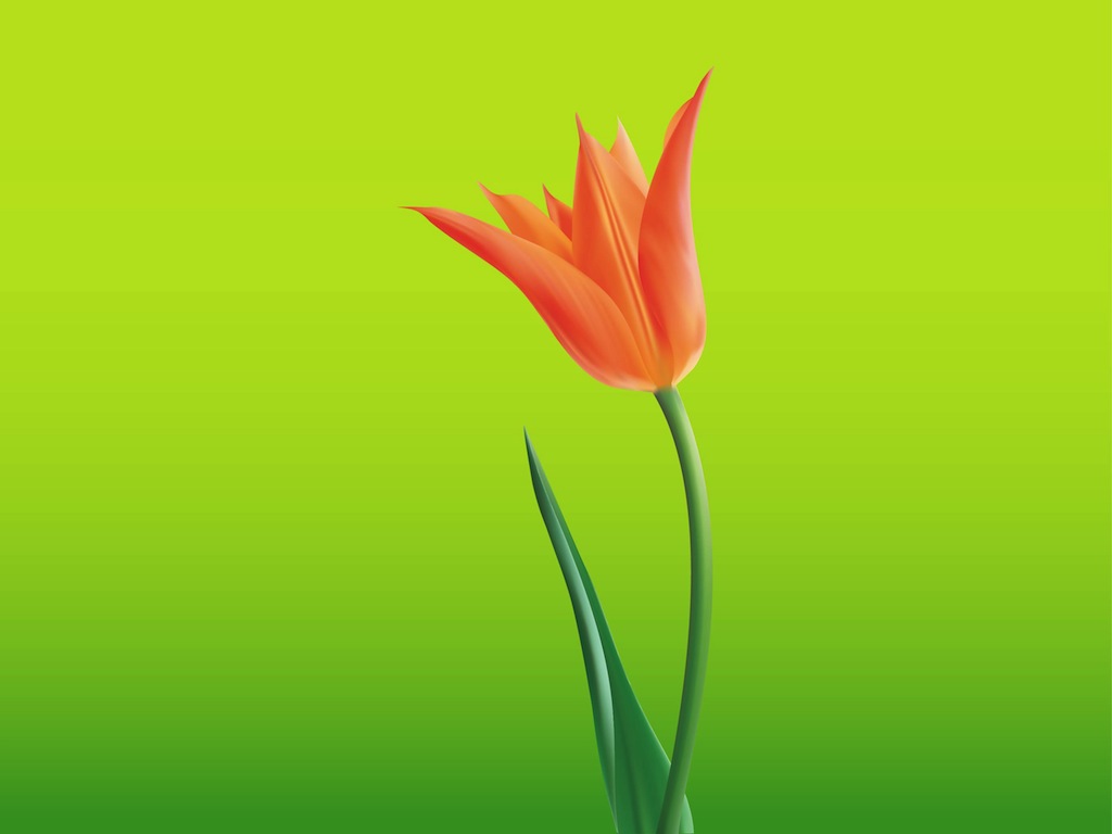 1024x768 Open Tulip Flower Vector Art Amp Graphics