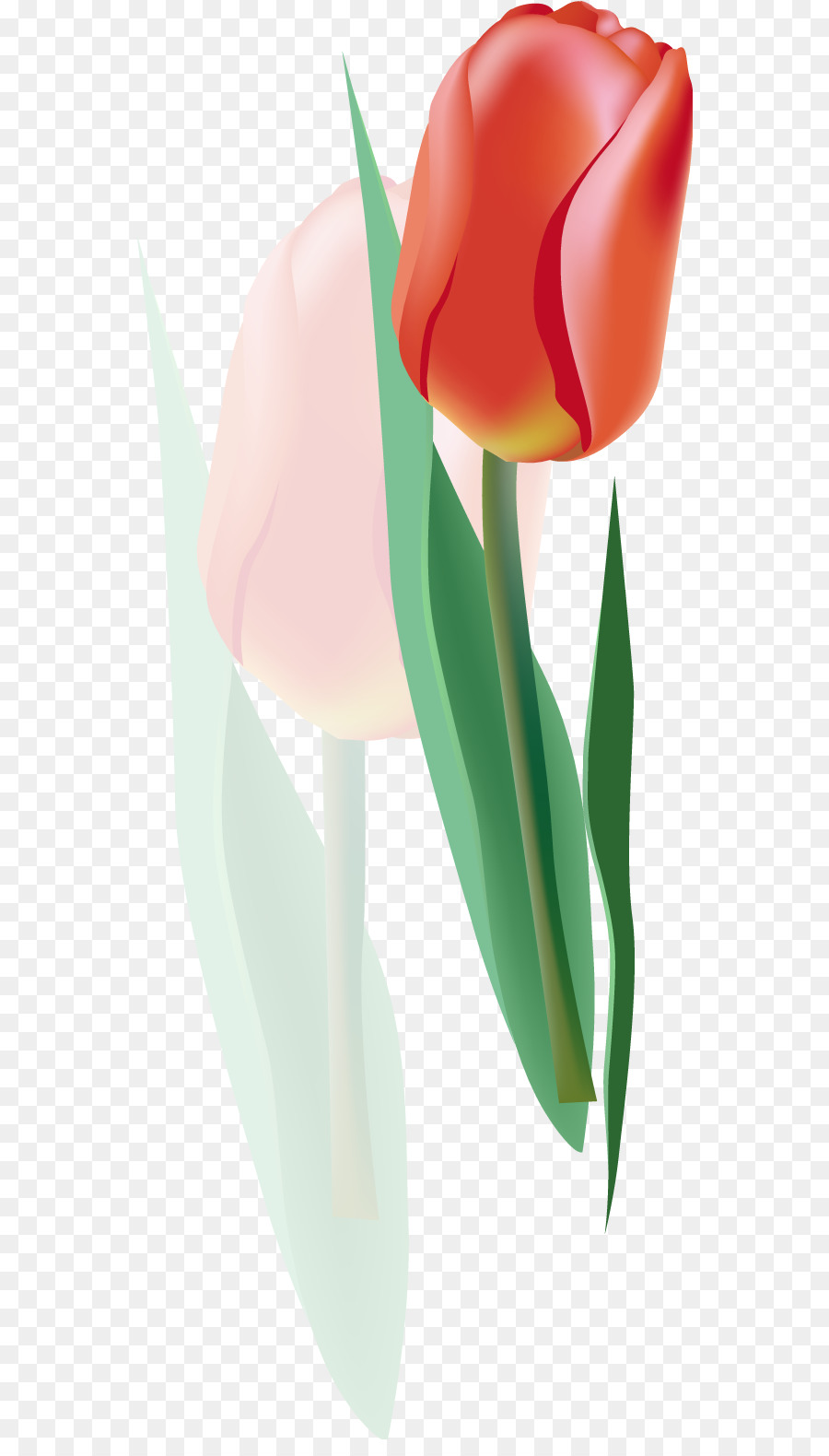 900x1580 Tulip Euclidean Vector Flower