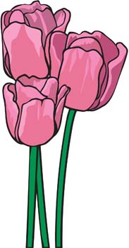 183x350 Tulip Flower 1 Free Vector 4vector