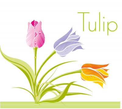 400x355 Tulip Flower Vector Illustration