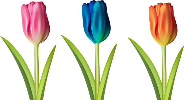 600x328 Tulip Flower Vectors Free Vector Download (10,561 Free Vector) For