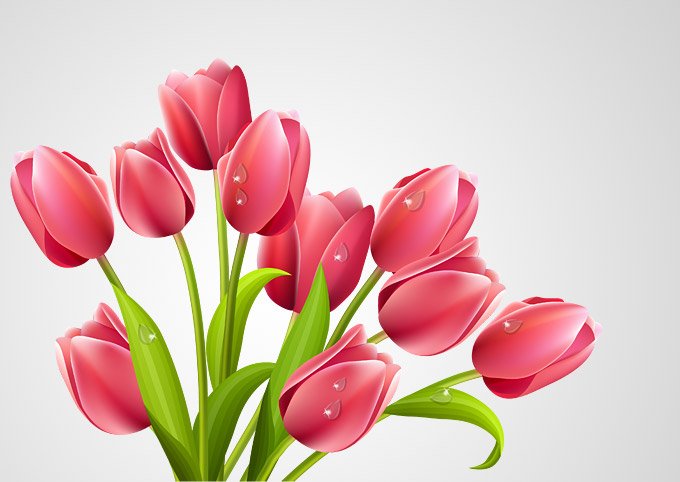 680x482 Free Tulip Vector Bouquet Illustration (Free) Psd Files, Vectors