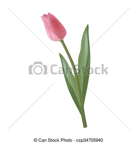 450x470 Purple Tulip, Vector Illustration.