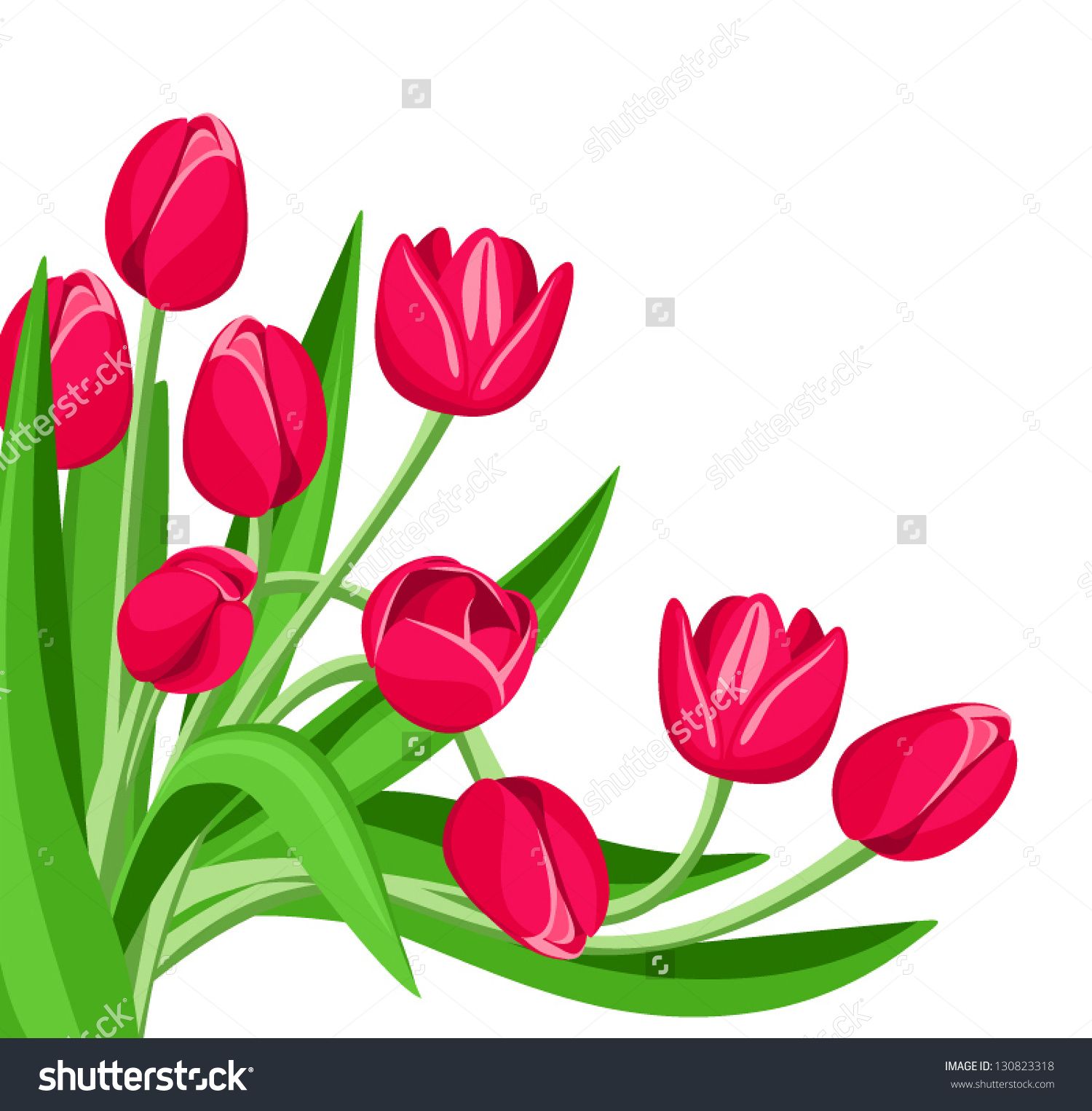 1500x1525 Red Tulips. Vector Illustration.