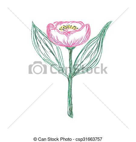 450x470 Tulip, Flower, Sketch, Hand Drawing, Vector, Illustration.