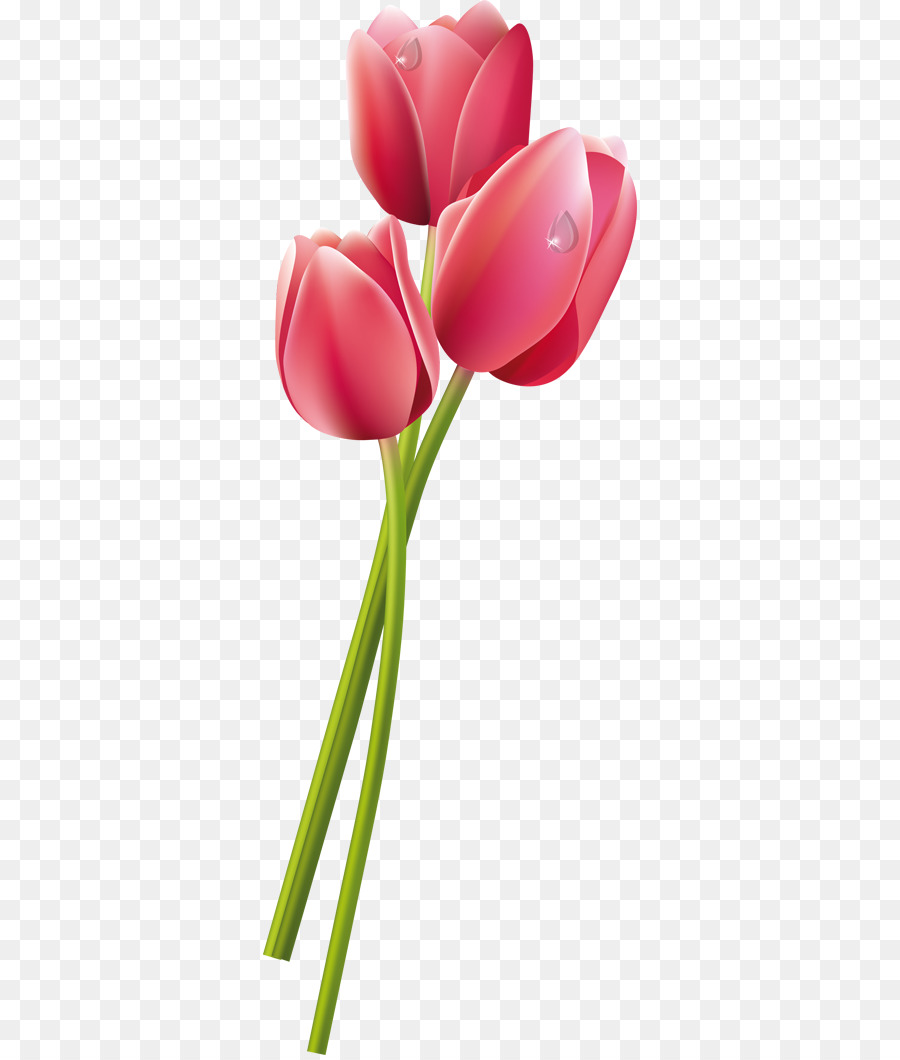 900x1060 Tulip Flower Group Pink