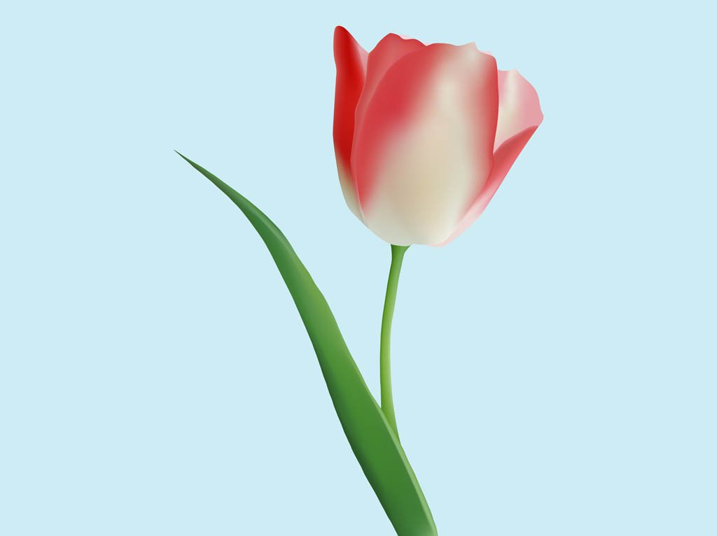 1024x765 Tulip Graphics Vector Art Amp Graphics