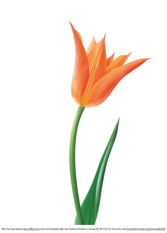 580x809 Tulip Vector Flower Vector4free Vector Flowers And