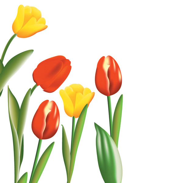 600x600 Tulip Vector Free Vector 4vector