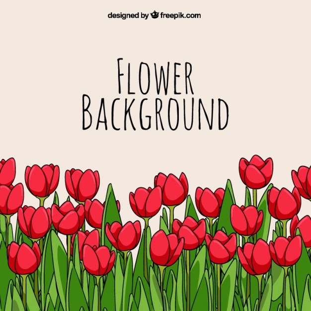626x626 Yellow Tulip Vectors, Photos And Psd Files Free Download
