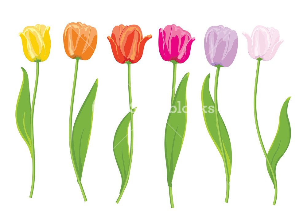 1000x711 Color Tulips. Vector Illustration Royalty Free Stock Image