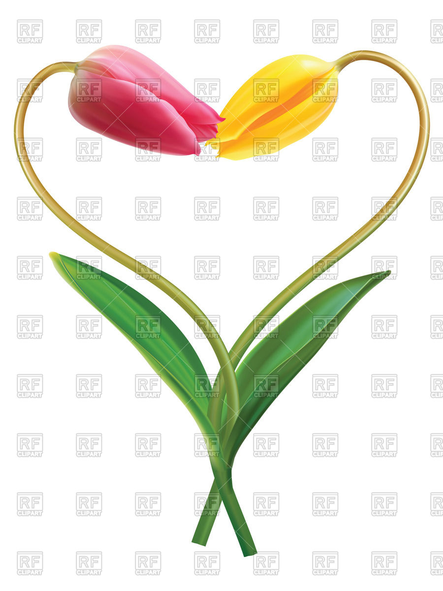 900x1200 Heart Made Of Two Yellow Tulips Vector Image Vector Artwork Of