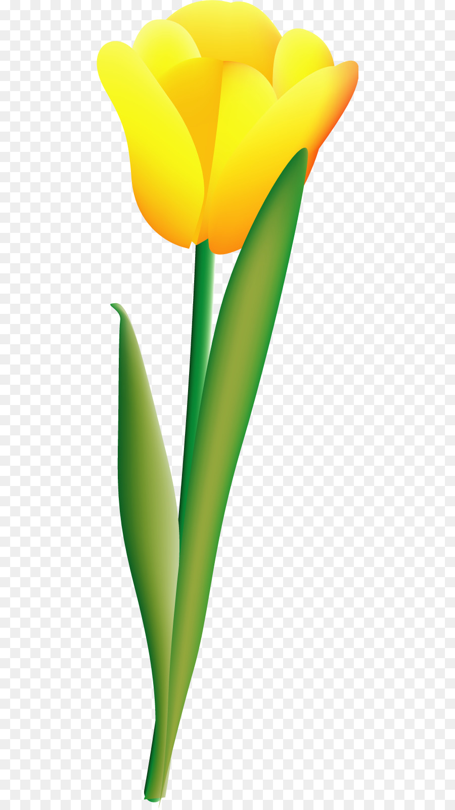 900x1600 Tulip