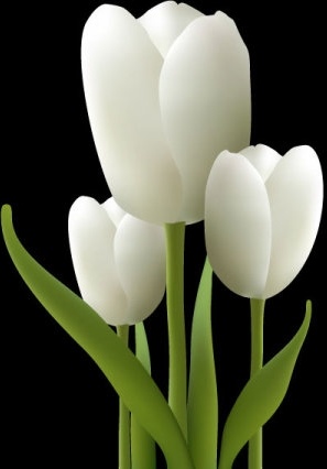 297x426 White Tulips Vector Free Vector In Encapsulated Postscript Eps