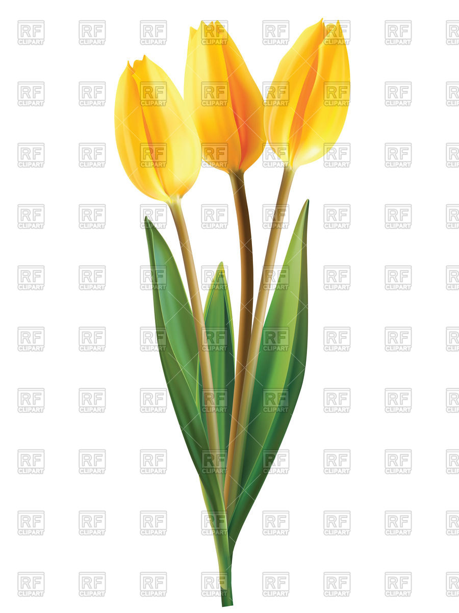 900x1200 Yellow Tulip Flowers Vector Image Vector Artwork Of Plants And