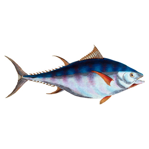 626x626 Tuna Vectors, Photos And Psd Files Free Download