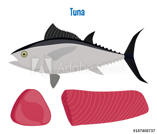 500x427 Tuna Vector. Sea Fish