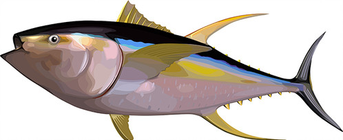 498x204 Tuna Vector Fish Thunnus Albacares