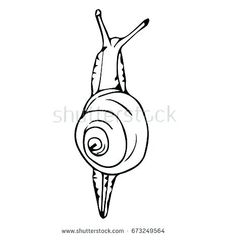 450x470 Here Are Snail Coloring